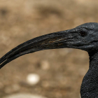 En la imagen, un ibis sagrado (Threskiornis aetiophicus) en el zoo de Madrid. EFE / JAVIER LIZÓN