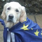 Fotografía de un perro en un colegio electoral en el Reino Unido.