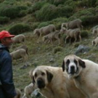 Los ataques sufridos por los rebaños de ovejas no siempre son realizados por lobos, según el CSIC.