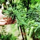 La marihuana se elabora a partir de las hojas y flores del cannabis