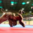 Imagen de una la exposición canina celebrada el año pasado en León. SECUNDINO PÉREZ