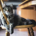 Coronavirus y gatos: resuelve tus dudas