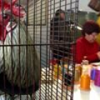 El certamen del gallo de pluma de Curueño atrae a numerosos visitantes