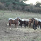 El estado físico de los caballos de Boñar ha mejorado tras los cuidados que han recibido desde final