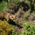 Imagen de archivo de un oso por la cordillera cantábrica.