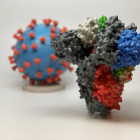 Fotografía cedida por los Institutos Nacionales de la Salud (NIH) que muestra una impresión 3D de una proteína espiga de SARS-CoV-2. NIH