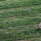 Dos conejos en el jardín de las Cortes de Castilla y León. RUBÉN CACHO