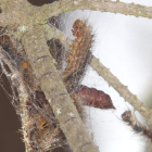 Las orugas suelen reunirse en grupos en su fase de crisálida antes de iniciar la metamorfosis y convertirse en mariposa .