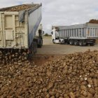 Los presupuestos de Agricultura contemplan la desaparición a las ayudas a la remolacha.