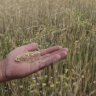 Un agricultor muestra una espiga de cereal sin apenas grano en un campo de Castilla y León. JM GARCÍA