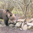 El enorme oso Pyros inspecciona unas piedras en sus dominios del Vall d'Aran, en octubre del 2012.