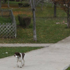 Un perro y su dueño pasean por la zona del río