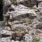 Las osas con prole son la mejor noticia para la conservación de la especie.