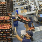 Trabajadores del sector agrícola, el que concentra más temporalidad.