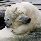 Dos osos polares juguetean en un zoo de Alemania.