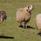 Un mastín atento a la defensa de las ovejas. JESÚS F. SALVADORES