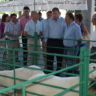 Antonio Silván, durante la viisita al concurso regional de oveja de raza Assaf en Toral de los Guzma