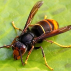 Un ejemplar de vespa velutina o avispón asiática. DL