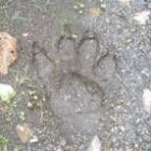 La imagen muestra la huella encontrada por el vecino de Ponferrada en un camino de Villavieja