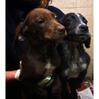 Una cuidadora con dos de los perros que se encuentran en la protectora
