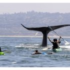 Una enorme  ballena, de visita en Palos Verdes