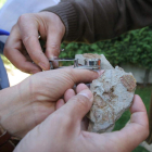 La exposición permitirá diferenciar los distintos tipos. ANA F. BARREDO
