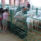 Decenas de ovejas de raza Assaf participaron en el primer Concurso Nacional Morfológico de Toral