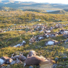 Los renos fallecidos en el parque noruego de Hardangervidda quedaron esparcidos en un radio de entre 50 y 80 metros.