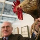 El gallo, como el de la fotografía, ha sido el gran protagonista durante el fin de semana