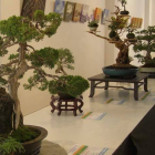 Los mejores bonsáis de España se expondrán en Bembibre.