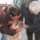 Amo y perro se preparan antes de que el juez examine al ejemplar.