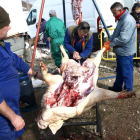 Momento en que se realizó la limpieza del cerdo para su posterior subasta.