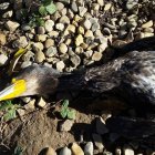 Cormorán grande abatido en la zona del bajo Esla. P.V.