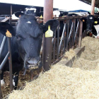 León perdió más de la mitad de las ganaderías de vacuno de leche cerradas en la Comunidad