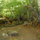 Los martes y los sábados podrá hacerse la ruta que recorre el Faedo de Ciñera que enmarca el bosque