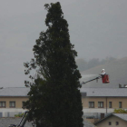 Un operario fumigaba ayer el ciprés de la Anunciada, subido a una grúa, a pesar de la lluvia.