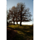 Árbol monumental en Prioro, uno de los paisajes que recorre el Camino de Santiago por Picos de Europa.