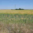 Campo de cebada en León. DL