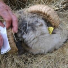 Un veterinario de la Junta marca a una de las reses muertas en la montaña leonesa