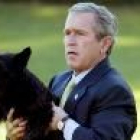 Bush con su perro Barney va al helicóptero que le llevará a Camp David