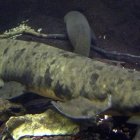 Granddad, el pez pulmonado del acuario de Chicago.