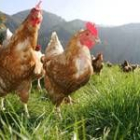 La desaparición del riesgo libera a las aves tras permanecer encerradas