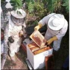 Los apicultores esperan que los malos augurios se reconduzcan
