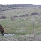 Unas vacas pastan en los terrenos motivo del conflicto entre la junta vecinal y los ganaderos