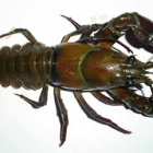Magnífico ejemplar de cangrejo señal. Midió 14 cms. desde la cabeza a la cola.
