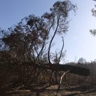 El incendio de Castrocontrigo arrasó en agosto más de 12.000 hectáreas.