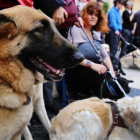 Perros guía en la plaza de Sant Jaume de Barcelona