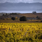 Espectacular imagen de los viñedos que Adriá tiene en el entorno de su bodega, cerca de Villafranca del Bierzo. MIL OJOS PRODUCEN