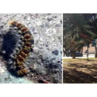 La oruga se embolsa en las zonas altas de las coníferas