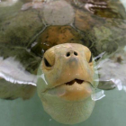 La tortuga Esperanza, en el primer hospital especializado en el cuidado de tortugas marinas